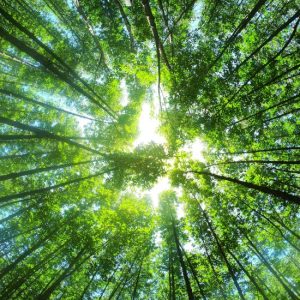 ECO SMART